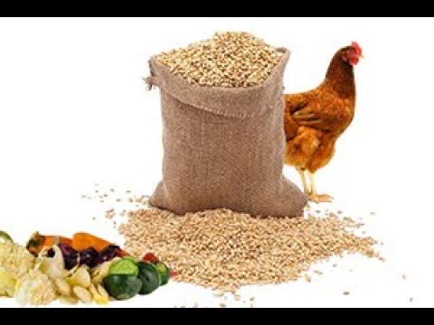 Alimentation & Santé Animale